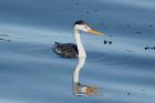 Clark's Grebe by Mick Dryden Clark's Grebe by Mick Dryden