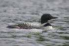 Common Loon by Mick Dryden Common Loon by Mick Dryden