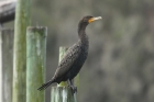 Double-crested Cormorant by Mick Dryden