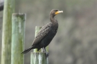 Double-crested Cormorant by Mick Dryden