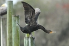 Double-crested Cormorant by Mick Dryden