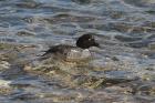 Common Goldeneye by Mick Dryden Common Goldeneye by Mick Dryden