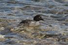 Common Goldeneye by Mick Dryden