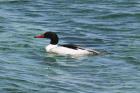 Goosander by Mick Dryden