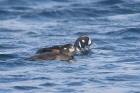 Harlequin Duck by Mick Dryden