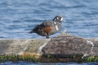 Harlequin Duck by Mick Dryden