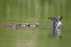 Hooded Mergansers by Mick Dryden