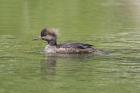 Hooded Merganser by Mick Dryden