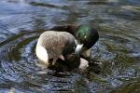 Lesser Scaup by Mick Dryden