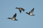 Lesser Scaup by Mick Dryden