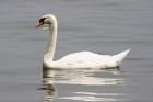 Mute Swan by Mick Dryden