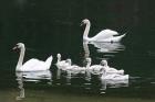 Mute Swans by Mick Dryden