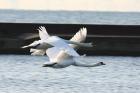 Mute Swan by Mick Dryden Mute Swan by Mick Dryden