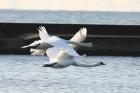 Mute Swan by Mick Dryden