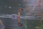 Pied-billed Grebe by Miranda Collett