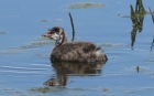 Pied-billed Grebe by Mick Dryden