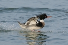 Red-breasted Merganser by Mick Dryden