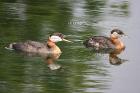 Red-necked Grebe by Mick Dryden