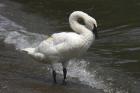 Trumpeter Swan by Mick Dryden