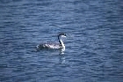 Western Grebe by Mick Dryden