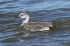 Western Grebe by Mick Dryden Western Grebe by Mick Dryden