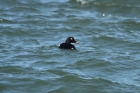 White-winged Scoter by Mick Dryden