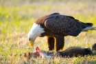 Bald Eagle by Miranda Collett