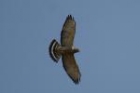 Broad winged Hawk by Mick Dryden