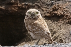 Burrowing Owl by Mick Dryden Burrowing Owl by Mick Dryden