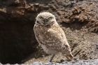 Burrowing Owl by Mick Dryden