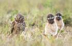 Burrowing Owls by Kris Bell Burrowing Owls by Kris Bell