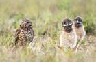 Burrowing Owls by Kris Bell