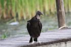 Black Vulture by Miranda Collett