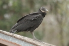 Black Vulture by Mick Dryden