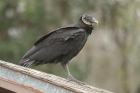 Black Vulture by Mick Dryden Black Vulture by Mick Dryden