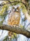 Great Horned Owl by Kris Bell