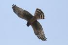 Northern Harrier by Mick Dryden