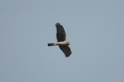 Northern Harrier by Mick Dryden