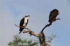 Osprey by Miranda Collett Osprey by Miranda Collett