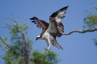 Osprey by Miranda Collett