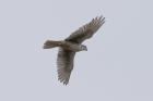 Prairie Falcon by Mick Dryden