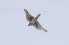 Prairie Falcon by Mick Dryden Prairie Falcon by Mick Dryden