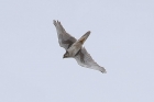 Prairie Falcon by Mick Dryden