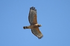 Red-shouldered Hawk by Mick Dryden