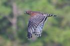 Red-shouldered Hawk by Miranda Collett