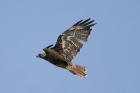 Red-tailed Hawk by Mick Dryden