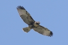 Red-tailed Hawk by Mick Dryden