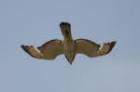 Swainson's Hawk by Mick Dryden