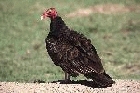 Turkey Vulture by Mick Dryden