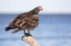 Turkey Vulture by Kris bell